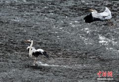 成都：“站桩”苍鹭排队江中捕鱼