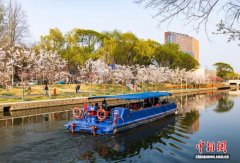 京津冀全民赏花季启幕 6000株樱花绽放京城北小河